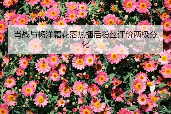 肖战与杨洋霜花落热播后粉丝评价两极分化